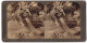 Stereo-Fotografie Underwood & Underwood, New York, Ansicht Florida, Cocoanut Trees In The White Sands  - Fotos Estereoscópicas