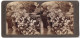 Stereo-Fotografie Underwood & Underwood, New York, Ansicht New York City, Blumen Im Gewächshaus Central Park  - Photos Stéréoscopiques