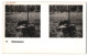 Delcampe - 20 Stereo-Fotografien Mit Stereobetrachter Omnia-Verlag Tiere Serie Aus Dem Zoo  - Stereoscopic
