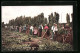 AK Hop-Picking, Set Of Pickers At Work, Hopfen  - Cultivation