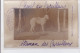 St-CYPRIEN : Carte Photo Chenil Du Domaine Des Capeillans Dressage Chiens Domaine Des Capeillans - Très Bon état - Saint Cyprien