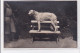 St-CYPRIEN : Carte Photo Chenil Du Domaine Des Capeillans Dressage Chiens Domaine Des Capeillans - Très Bon état - Saint Cyprien