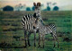 Animaux - Zèbres - Collection Faune Africaine - CPM - Etat Petits Impacts Visibles Au Recto - Voir Scans Recto-Verso - Zebras