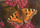 Animaux - Papillons - Small Tortoiseshell - Anglais Urticae - Photographed By G Hyde - Fleurs - CPM - Voir Scans Recto-V - Schmetterlinge