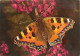 Animaux - Papillons - Small Tortoiseshell - Anglais Urticae - Photographed By G Hyde - Fleurs - CPM - Voir Scans Recto-V - Vlinders