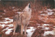 Animaux - Loups - Carte Japonnaise - Hiver - Neige - Wolf - Lobo - CPM - Carte Neuve - Voir Scans Recto-Verso - Other & Unclassified