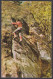Inde India Mint Unused Postcard Army, Rock Climbing, Advertisement, Military, Militaria - India