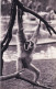75 - PARIS 12 - Parc Zoologique Du Bois De VINCENNES - Un Gibbon A Mains Blanches - Paris (12)