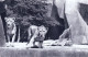 75 - PARIS 12 - Parc Zoologique Du Bois De VINCENNES - Lion Et Lionnes Sur Leur Plateau - Arrondissement: 12