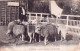 94 - Val De Marne -  NOGENT Sur MARNE - Jardin Colonial - Les Moutons - Nogent Sur Marne