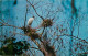 Animaux - Oiseaux - Tantale D'Amérique - A Large And Majestic Wood Stork Nesting In Florida's Everglades - Etats-Unis -  - Vögel