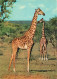 Animaux - Girafes - Carte Neuve - CPM - Voir Scans Recto-Verso - Giraffes