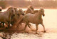 Animaux - Chevaux - Camargue - Chevaux Dans Un Bain De Lumière - Flamme Postale - CPM - Voir Scans Recto-Verso - Chevaux