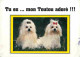 Animaux - Chiens - Bichon Maltais - Etat Pli Visible - CPM - Voir Scans Recto-Verso - Dogs