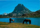 Animaux - Chevaux - Pyrénées - Pic Du Midi D'Ossau - Le Lac D'Ayous - Montagnes - CPM - Voir Scans Recto-Verso - Chevaux