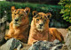 Animaux - Fauves - Lion - CPM - Voir Scans Recto-Verso - Lions