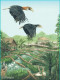 Singapore Postcard Bird Paradise Hornbill - Birds