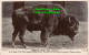 R454609 W. And K. London. American Bison. No. 28. Wild And Kray. RP - Autres & Non Classés