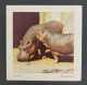 CHROMO STUDIA HIPPOPOTAME - Other & Unclassified