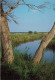 ITALIE - Siracusa - Fleuve Anapo Avec Papyrus - Carte Postale - Siracusa