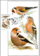 Delcampe - CM 1067-8, 1076-7, 1083-4 Czech Republic 2020 - Songbirds & Tree Dwellers