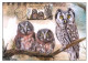 CM 853-6 Czech Republic European Owls 2015 - Eulenvögel