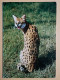 KOV 506-43 - SERVAL CAT, AFRICA - Otros & Sin Clasificación