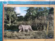 KOV 506-43 - LEON, LION, AFRICA - Löwen