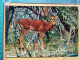 KOV 506-39 - IMPALA ANTELOPE, ANTILOPE, AFRICA - Other & Unclassified