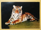 KOV 506-38 - TIGER, TIGRE, ZOO GARDEN FRANKFURT, JARDIN ZOOLOGIQUE - Tigers