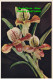 R455552 Ladys Slipper Orchid. Cypripedium. PC 13. Flowers. Dixon - Welt