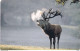 GERMANY(chip) - Deer, Tiere Des Waldes/Rothirsch(A 12), Tirage 6000, 05/02, Mint - A + AD-Series : Publicitaires - D. Telekom AG