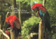 ANIMAUX - Oiseaux - Vivre, Prendre Le Temps De Se Donner Du Bon Temps - Perroquets - Carte Postale Ancienne - Birds