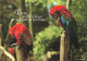 ANIMAUX - Oiseaux - Vivre, Prendre Le Temps De Se Donner Du Bon Temps - Perroquets - Carte Postale Ancienne - Oiseaux