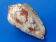 Conus Behelokensis Madagascar 43,5mm F+++ N6 - Schelpen