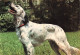 ANIMAUX - Chiens - Animali Domestici - Cane -Chien - Dog - Hund - Carte Postale - Chiens