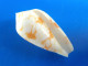 Conus Sirventi Madagascar (Beheloka) 42mm F+++/GEM N6 - Seashells & Snail-shells