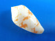 Conus Sirventi Madagascar (Beheloka) 42mm F+++/GEM N6 - Seashells & Snail-shells