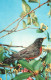 ANIMAUX - Oiseaux - Oiseau Sur Une Branche D'arbre - Carte Postale - Birds