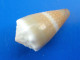 Conus Lividus La Réunion 26,5mm F+++/GEM N7 - Seashells & Snail-shells