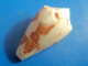 Conus Pseudaurantius  Martinique (Le Prêcheur)  Trouvé Vivant 21,6mm F+++ N8 RARE - Seashells & Snail-shells