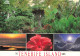 ESPAGNE - Tenerife - Jardin Tropical - Playa Del Médano - Hibiscus Y Teide - Carte Postale - Tenerife