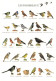 ANIMAUX - Oiseaux - Les Passereaux - Plusieurs Oiseaux - Carte Postale - Birds