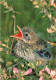 ANIMAUX - Oiseaux - Petit Oisillon Sur Une Branche - Carte Postale - Vogels