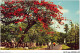 AICP3-ASIE-0368 - Flowering Flambouyant On A Colombo Road - CEYLON - Sri Lanka (Ceylon)