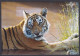 Inde India 2012 Mint Unused Postcard Ranthambhore National Park, Tiger, Tigers, Wildlife, Wild Life, Animal, Animals - Inde