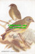 R466531 Greenfinch. Ligurinus Chloris. Birds Of Britain. A. And C. Black. J. L. - World