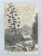 CPA - 83 - Hyères - Aloès En Fleurs - Précurseur - Circulée En 1903 - Hyeres