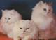 CAT KITTY Animals Vintage Postcard CPSM #PAM466.A - Chats
