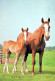 HORSE Animals Vintage Postcard CPSM #PBR844.A - Pferde